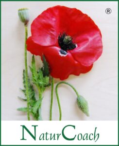 NaturCoach-Ausbildung, Zertifikatslehrgang