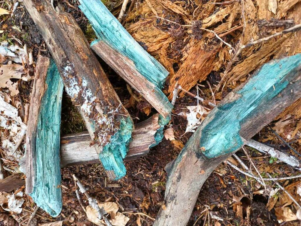 NaturCoach Ausbildung: Natur-Begegnungen: NaturCoach-Beispiel-Übung